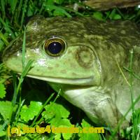 /home//u458753944/public_html/sourcegallery/////////Frogs/More bullfrogs/P6020060.JPG